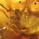 Illustration for article titled Behold the First Erect Penis Ever Found Preserved in Amber